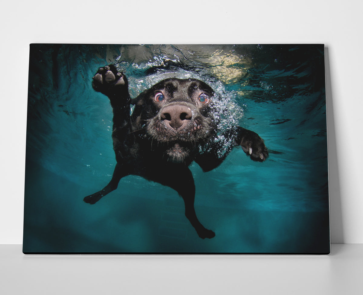 Black Lab Swimming Poster or Wrapped Canvas
