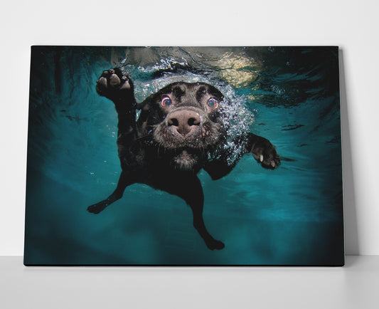 Black Lab Swimming Poster or Wrapped Canvas