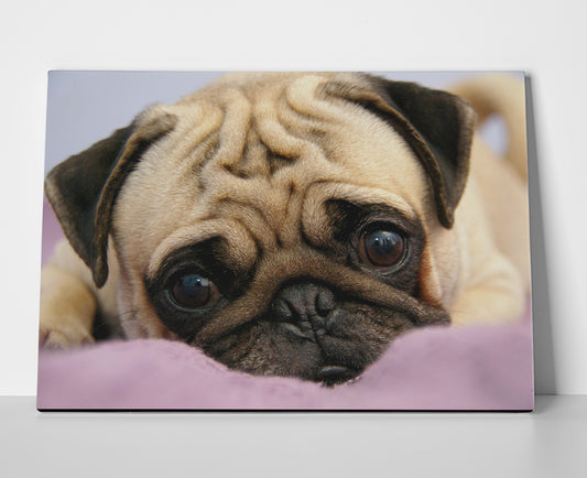 Funny Pug Poster