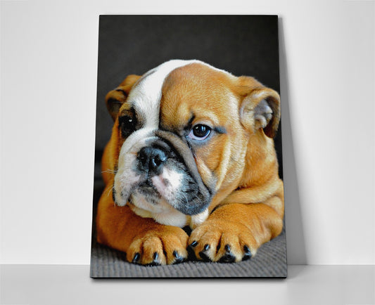 English Bulldog poster canvas wall art