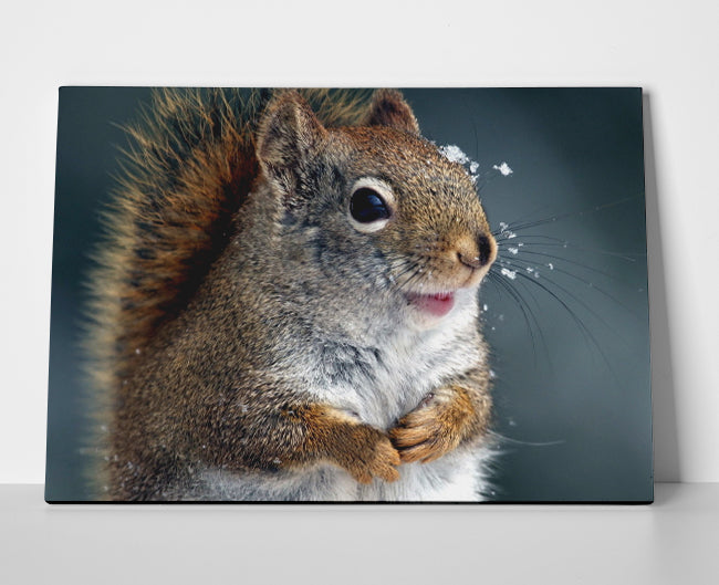 Squirrel Poster canvas